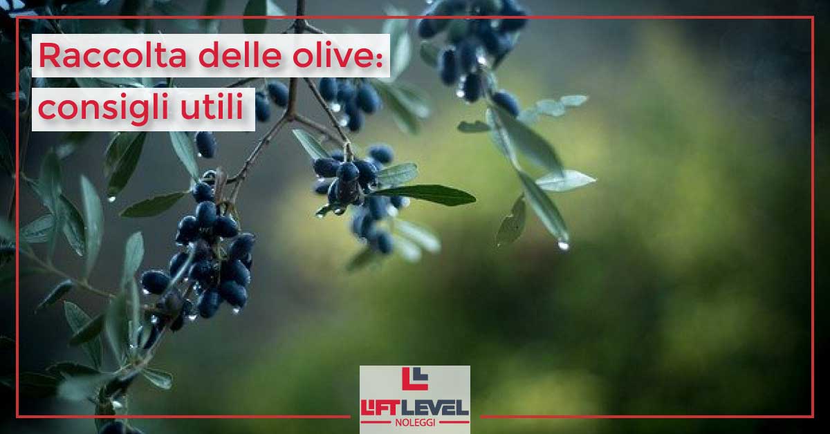 Raccolta delle olive: consigli utili