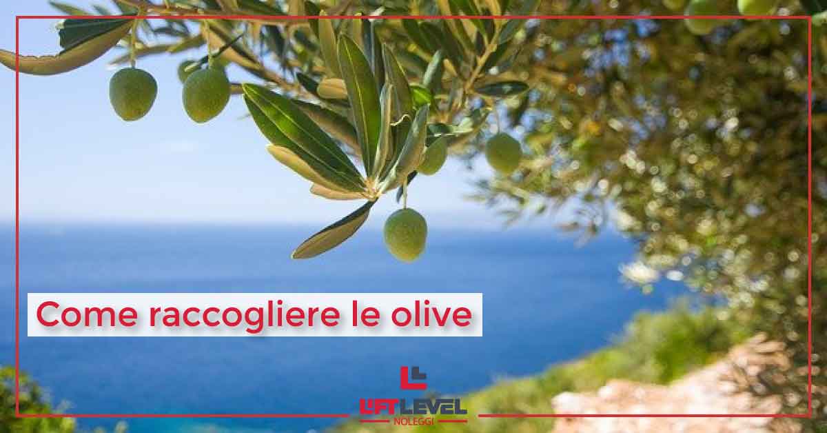 Come raccogliere le olive Come raccogliere le olive
